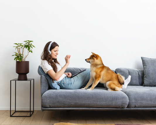 Pet-Friendly Sofa Covers: Sofa Covers That Withstand Claws, Fur, and More
